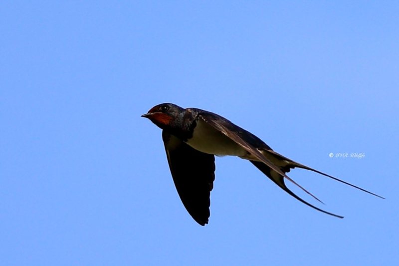 B65A6581-Boerenzwaluw-Barn-Swallow-Rauchschwalbe-Hirondelle-rustique-Golondrina-comun_1
