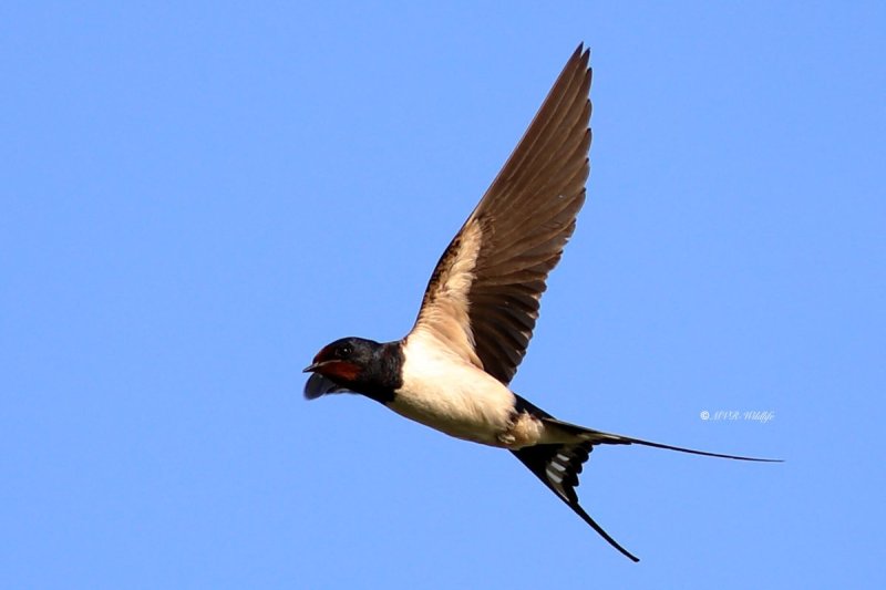 B65A6582-Boerenzwaluw-Barn-Swallow-Rauchschwalbe-Hirondelle-rustique-Golondrina-comun_1