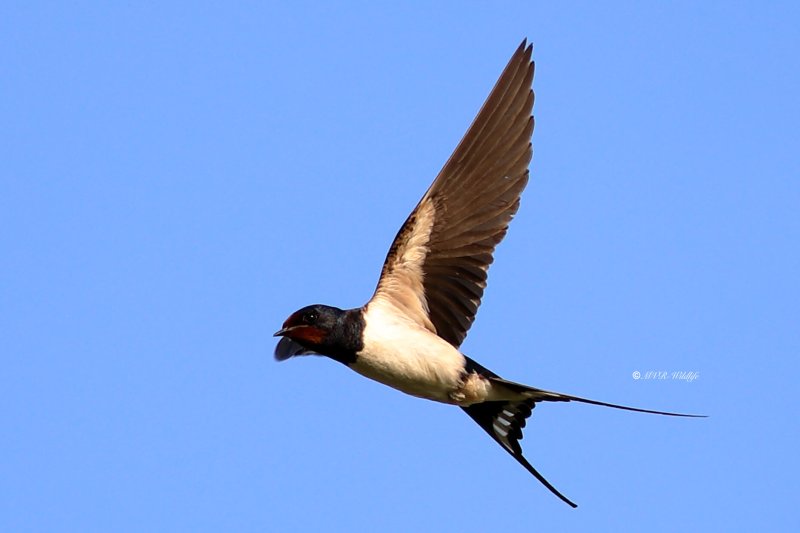 B65A6582-Boerenzwaluw-Barn-Swallow-Rauchschwalbe-Hirondelle-rustique-Golondrina-comun_1