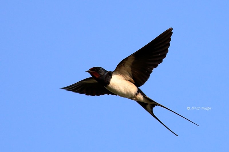 B65A6583-Boerenzwaluw-Barn-Swallow-Rauchschwalbe-Hirondelle-rustique-Golondrina-comun_1