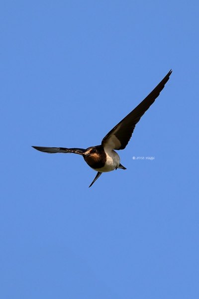 B65A6608-Boerenzwaluw-Barn-Swallow-Rauchschwalbe-Hirondelle-rustique-Golondrina-comun_1
