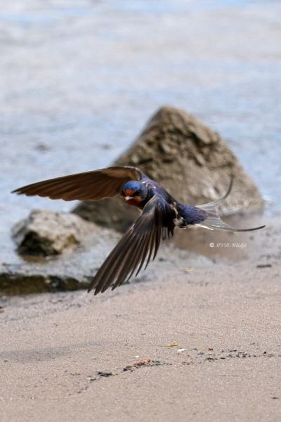 BR8A0472-Boerenzwaluw-Barn-Swallow-Rauchschwalbe-Hirondelle-rustique-Golondrina-comun_1