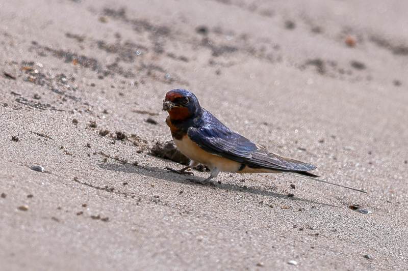 BR8A0547-Boerenzwaluw-Barn-Swallow-Rauchschwalbe-Hirondelle-rustique-Golondrina-comun_1
