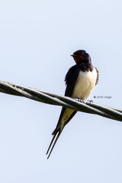 BR8A2202-Boerenzwaluw-Barn-Swallow-Rauchschwalbe-Hirondelle-rustique-Golondrina-comun_1