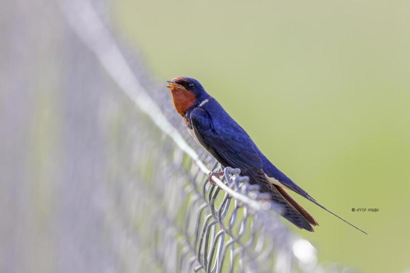 BR8A4110-Boerenzwaluw-Barn-Swallow-Rauchschwalbe-Hirondelle-rustique-Golondrina-comun_1
