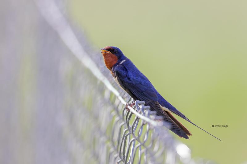 BR8A4110-Boerenzwaluw-Barn-Swallow-Rauchschwalbe-Hirondelle-rustique-Golondrina-comun_1