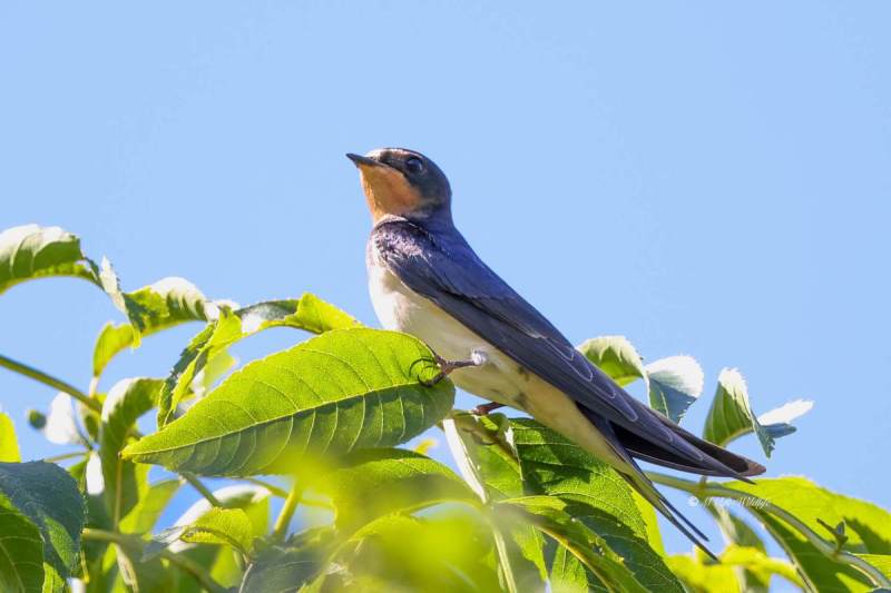 BR8A6086-Boerenzwaluw-Barn-Swallow-Rauchschwalbe-Hirondelle-rustique-Golondrina-comun_1