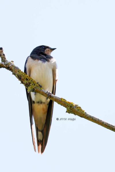 BR8A6111-Boerenzwaluw-Barn-Swallow-Rauchschwalbe-Hirondelle-rustique-Golondrina-comun_1