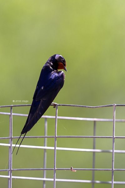 BR8A9130-Boerenzwaluw-Barn-Swallow-Rauchschwalbe-Hirondelle-rustique-Golondrina-comun_1