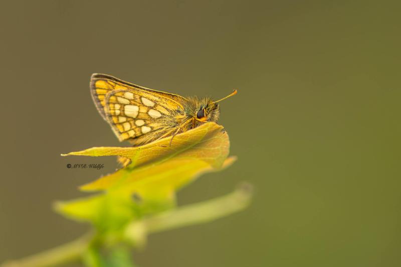 5X8A1123-Bont-Dikkopje-Carterocephalus-palaemon-Chequered-Skipper-Dickkopffalter-Hesperie-echiquier-Fronteriza_1