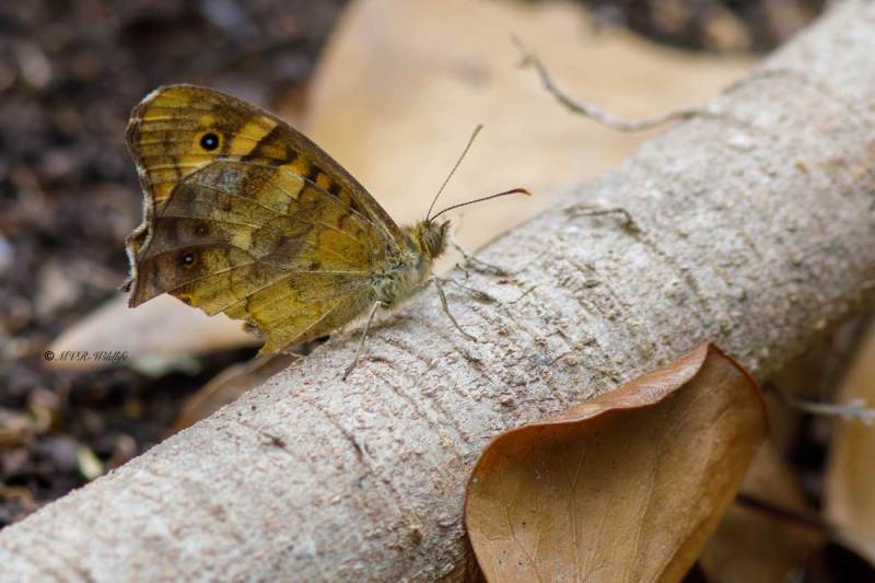 B65A5819-Bont-Zandoogje-Pararge-Aegeria-Aegeria-Speckled-Wood-Laubfalter-Waldbrettspiel-Le-Tircis-Argus-des-bois_1