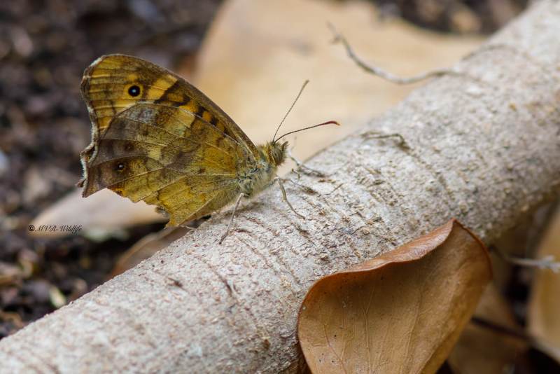 B65A5819-Bont-Zandoogje-Pararge-Aegeria-Aegeria-Speckled-Wood-Laubfalter-Waldbrettspiel-Le-Tircis-Argus-des-bois_1
