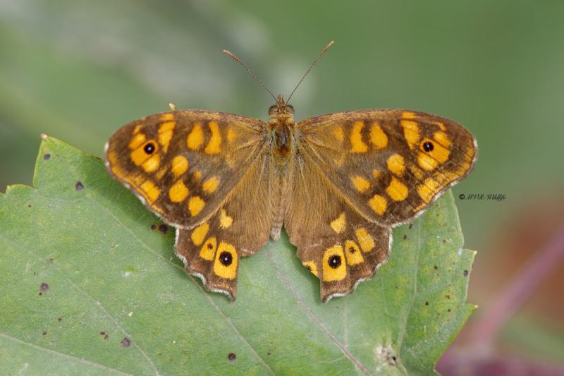 B65A5830-Bont-Zandoogje-Pararge-Aegeria-Aegeria-Speckled-Wood-Laubfalter-Waldbrettspiel-Le-Tircis-Argus-des-bois_1