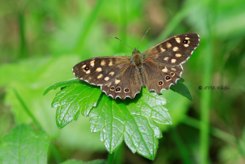 1_B65A3034-Bont-Zandoogje-Pararge-Aegeria-Speckled-Wood-Laubfalter-Waldbrettspiel-Le-Tircis-Argus-des-bois_1