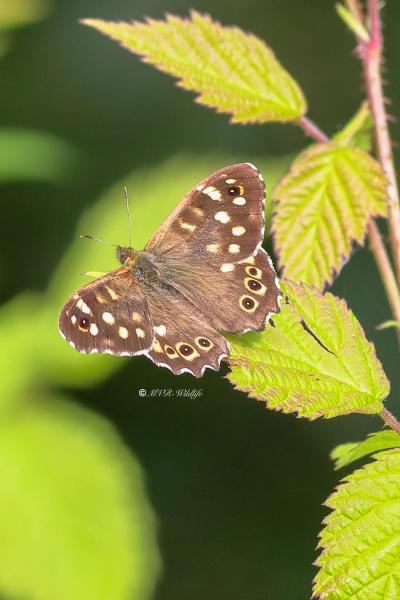 1_B65A5906-Bont-Zandoogje-Pararge-Aegeria-Speckled-Wood-Laubfalter-Waldbrettspiel-Le-Tircis-Argus-des-bois_1