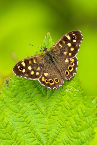 1_B65A5917-Bont-Zandoogje-Pararge-Aegeria-Speckled-Wood-Laubfalter-Waldbrettspiel-Le-Tircis-Argus-des-bois_1