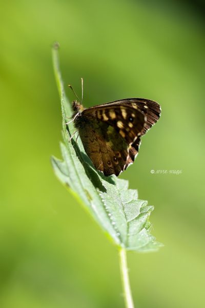 1_B65A6493-Bont-Zandoogje-Pararge-Aegeria-Speckled-Wood-Laubfalter-Waldbrettspiel-Le-Tircis-Argus-des-bois_1