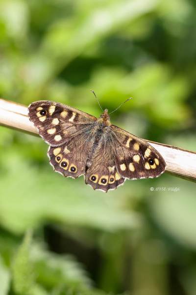 1_BR8A7390-Bont-Zandoogje-Pararge-Aegeria-Speckled-Wood-Laubfalter-Waldbrettspiel-Le-Tircis-Argus-des-bois_1