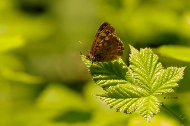 B65A4182-Bont-Zandoogje-Pararge-Aegeria-Speckled-Wood-Laubfalter-Waldbrettspiel-Le-Tircis-Argus-des-bois_1
