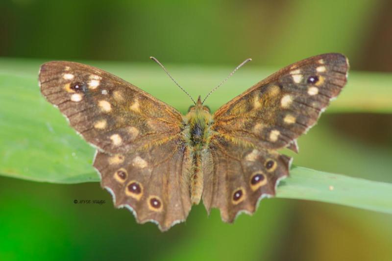 B65A5308-Bont-Zandoogje-Pararge-Aegeria-Speckled-Wood-Laubfalter-Waldbrettspiel-Le-Tircis-Argus-des-bois_1
