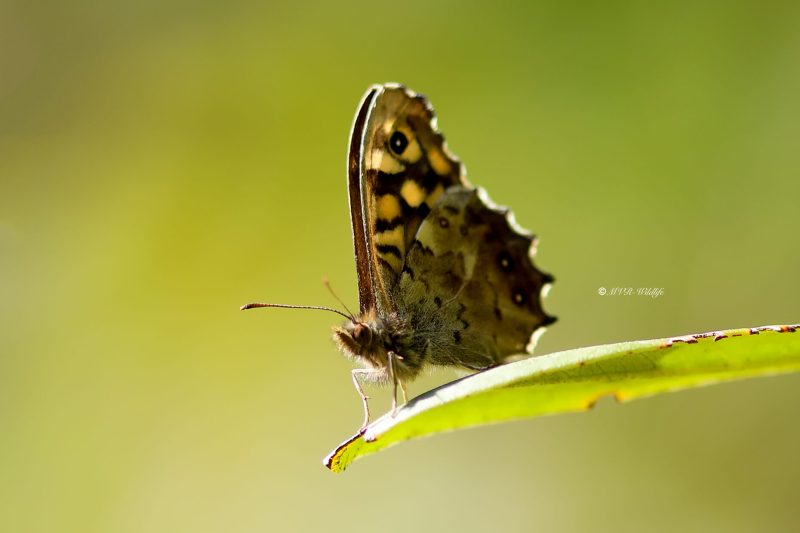B65A9149-Bont-Zandoogje-Pararge-Aegeria-Speckled-Wood-Laubfalter-Waldbrettspiel-Le-Tircis-Argus-des-bois_1