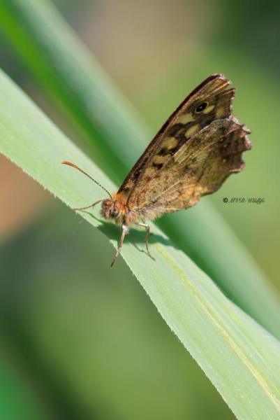 BR8A2958-Bont-Zandoogje-Pararge-Aegeria-Speckled-Wood-Laubfalter-Waldbrettspiel-Le-Tircis-Argus-des-bois_1