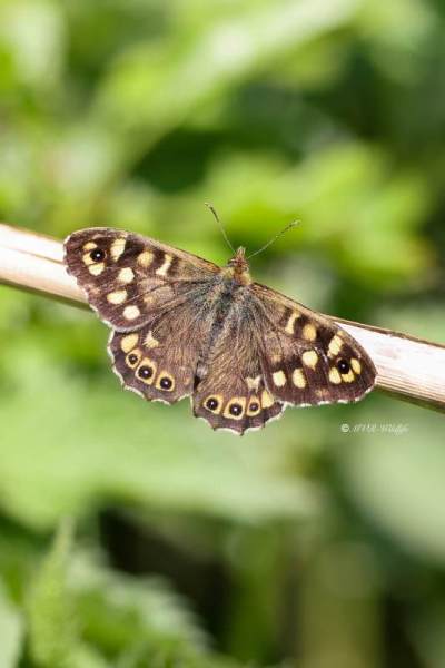 BR8A7390-Bont-Zandoogje-Pararge-Aegeria-Speckled-Wood-Laubfalter-Waldbrettspiel-Le-Tircis-Argus-des-bois_1