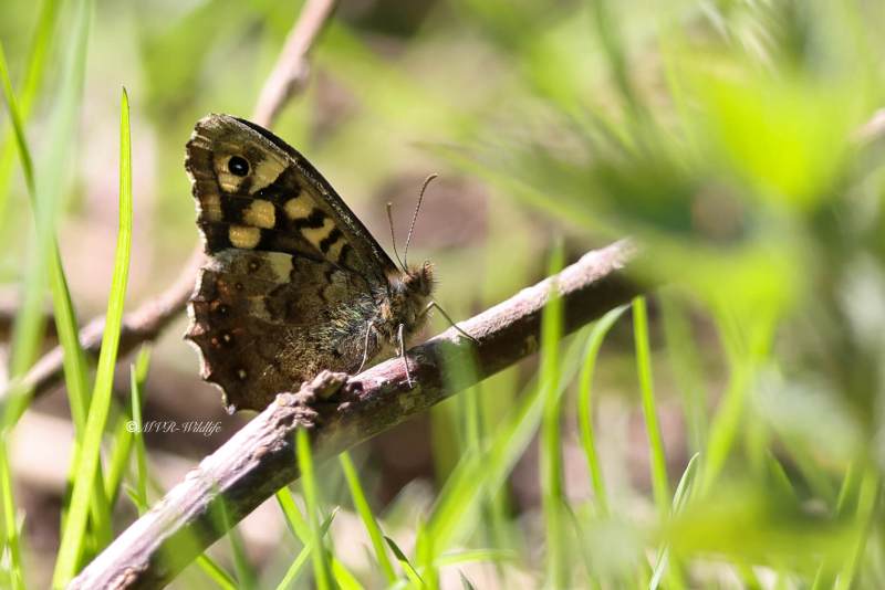 BR8A7432-Bont-Zandoogje-Pararge-Aegeria-Speckled-Wood-Laubfalter-Waldbrettspiel-Le-Tircis-Argus-des-bois_1