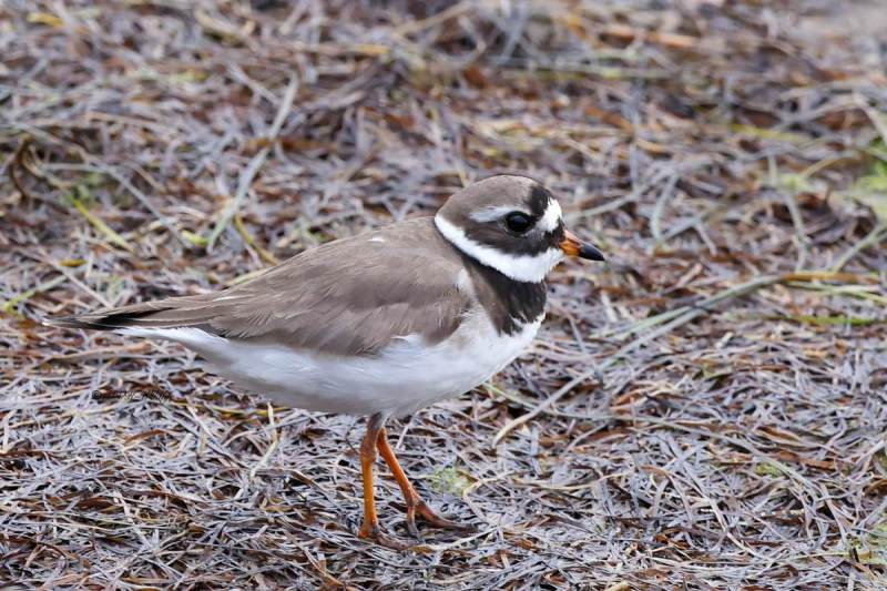 BR8A3559-Bontbekplevier-Charadrius-hiaticula-Grand-Gravelot-Sandregenpfeifer-Grand-Gravelot-Chorlitejo-grande_1