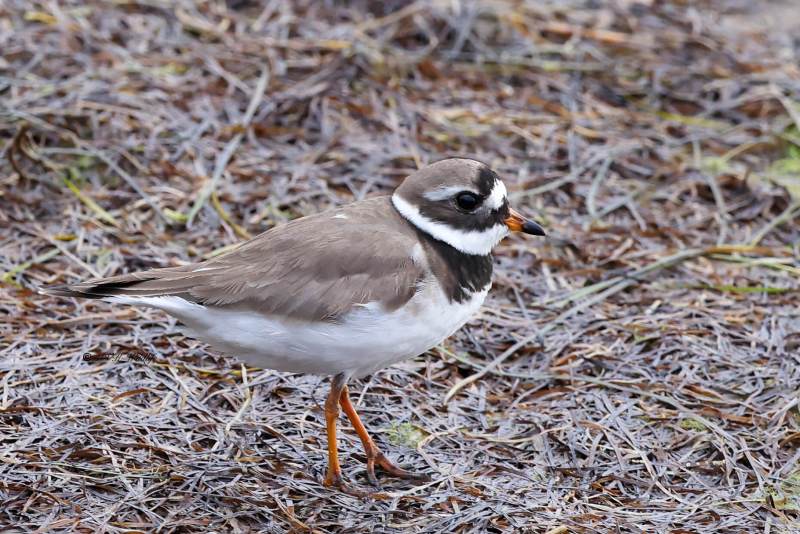 BR8A3559-Bontbekplevier-Charadrius-hiaticula-Grand-Gravelot-Sandregenpfeifer-Grand-Gravelot-Chorlitejo-grande_1