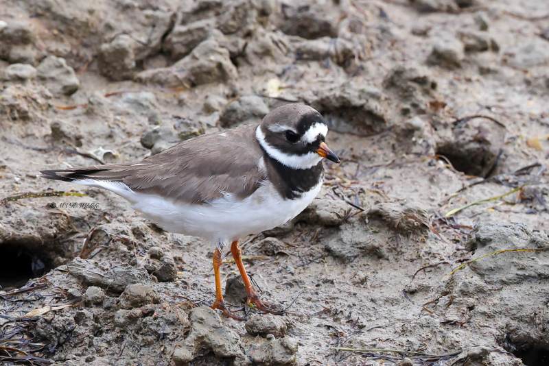 BR8A3581-Bontbekplevier-Charadrius-hiaticula-Grand-Gravelot-Sandregenpfeifer-Grand-Gravelot-Chorlitejo-grande_1