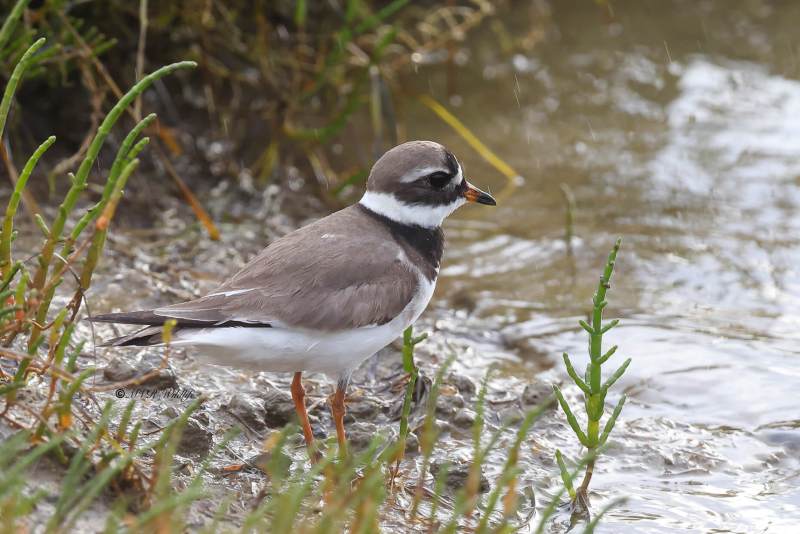 BR8A3607-Bontbekplevier-Charadrius-hiaticula-Grand-Gravelot-Sandregenpfeifer-Grand-Gravelot-Chorlitejo-grande_1