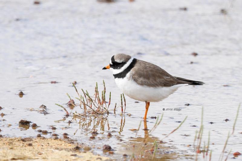 BR8A4415-Bontbekplevier-Charadrius-hiaticula-Grand-Gravelot-Sandregenpfeifer-Grand-Gravelot-Chorlitejo-grande_1