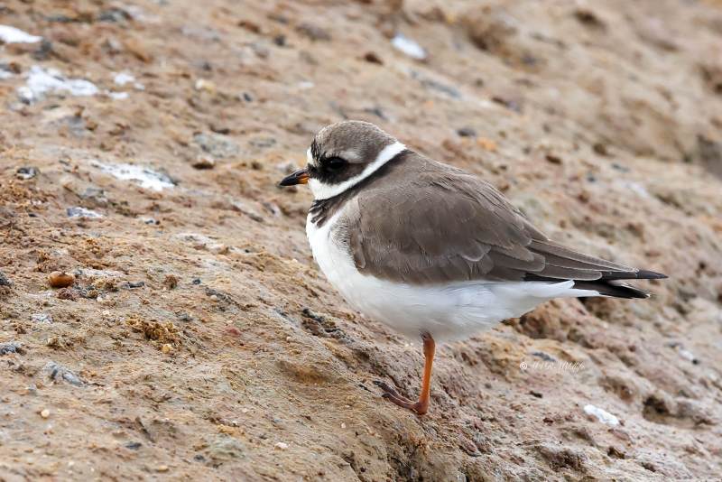 BR8A4608-Bontbekplevier-Charadrius-hiaticula-Grand-Gravelot-Sandregenpfeifer-Grand-Gravelot-Chorlitejo-grande_1