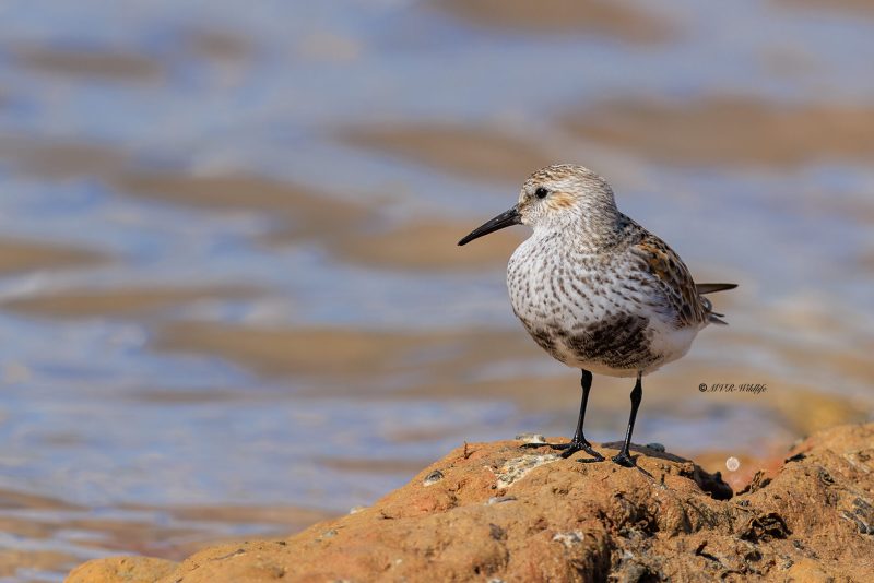 BR8A5090-Bonte-Strandloper-Dunlin-Alpenstrandlaufer-Becasseau-variable-Correlimos-comun_1