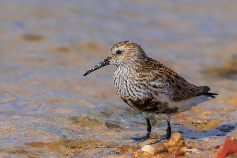 BR8A5107-Bonte-Strandloper-Dunlin-Alpenstrandlaufer-Becasseau-variable-Correlimos-comun_1