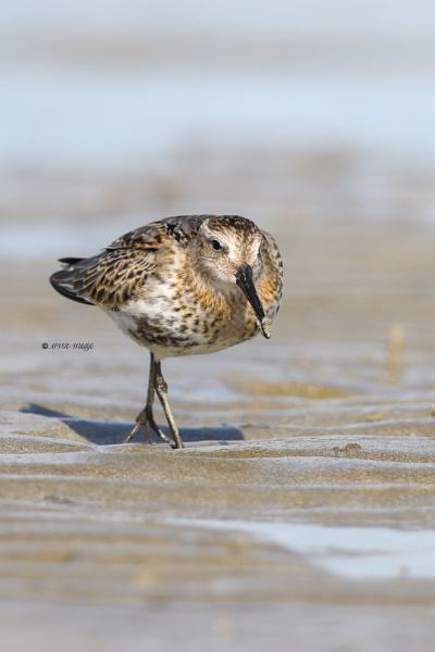 BR8A7440-Bonte-Strandloper-Dunlin-Alpenstrandlaufer-Becasseau-variable-Correlimos-comun_1