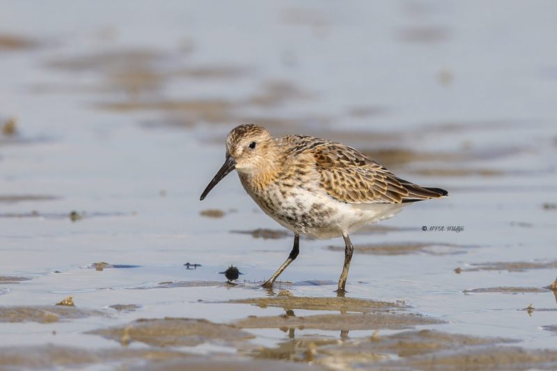 BR8A7484-Bonte-Strandloper-Dunlin-Alpenstrandlaufer-Becasseau-variable-Correlimos-comun_1