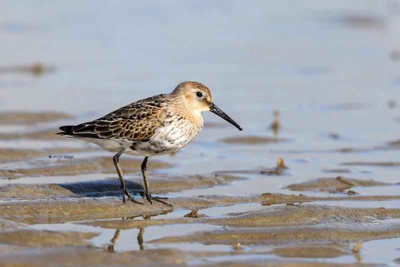 BR8A7491-Bonte-Strandloper-Dunlin-Alpenstrandlaufer-Becasseau-variable-Correlimos-comun_1