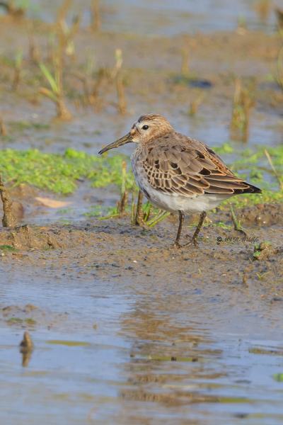 BR8A9388-Bonte-Strandloper-Dunlin-Alpenstrandlaufer-Becasseau-variable-Correlimos-comun_1