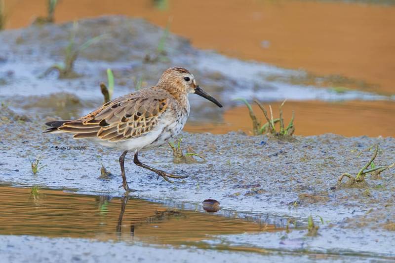 BR8A9491-Bonte-Strandloper-Dunlin-Alpenstrandlaufer-Becasseau-variable-Correlimos-comun_1