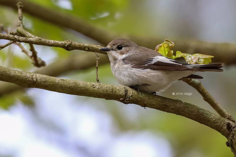 B65A0999-Bonte-Vliegenvanger-Eurasian-Pied-Flycatcher-Trauerschnapper-Gobemouche-Noir-Papamoscas-Cerrojillo_1