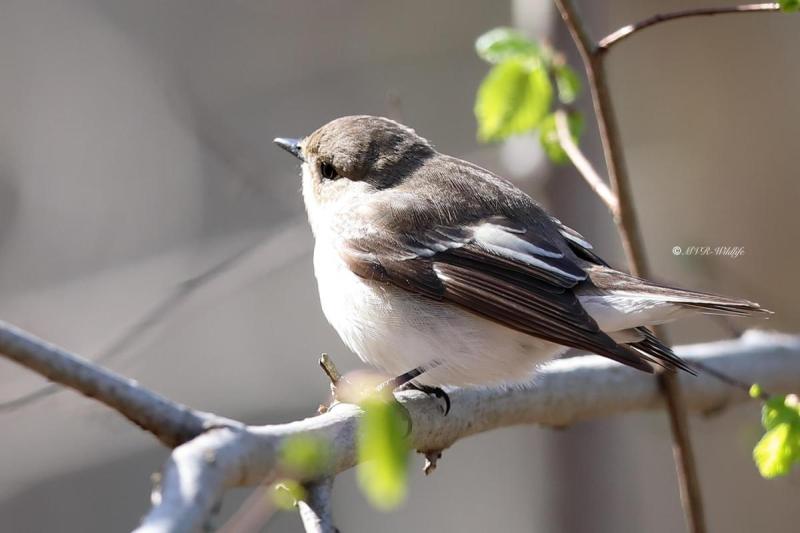B65A9311-Bonte-Vliegenvanger-Eurasian-Pied-Flycatcher-Trauerschnapper-Gobemouche-Noir-Papamoscas-Cerrojillo_1