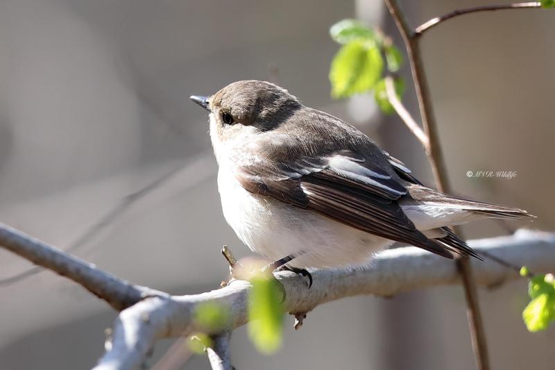 B65A9311-Bonte-Vliegenvanger-Eurasian-Pied-Flycatcher-Trauerschnapper-Gobemouche-Noir-Papamoscas-Cerrojillo_1