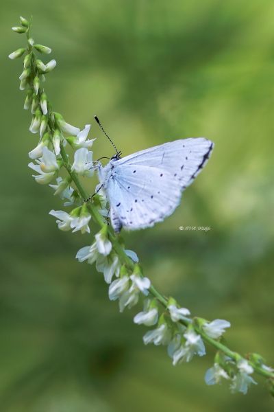 B65A0585-Boomblauwtje-Celastrina-Argiolus-Holly-Blue-Faulbaumblauling-lArgus-a-Bande-Noire_1