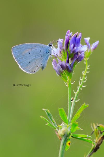 B65A3487-Boomblauwtje-Celastrina-Argiolus-Holly-Blue-Faulbaumblauling-lArgus-a-Bande-Noire_1