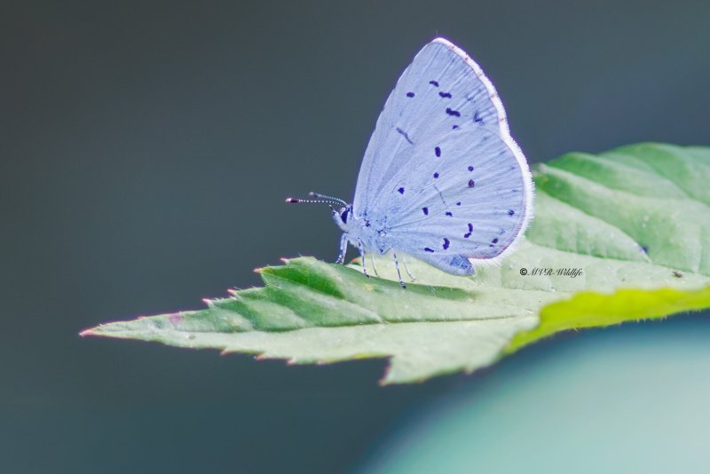 BR8A3341-Boomblauwtje-Celastrina-Argiolus-Holly-Blue-Faulbaumblauling-lArgus-a-Bande-Noire_1
