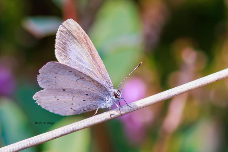 BR8A4328-Boomblauwtje-Celastrina-Argiolus-Holly-Blue-Faulbaumblauling-lArgus-a-Bande-Noire_1