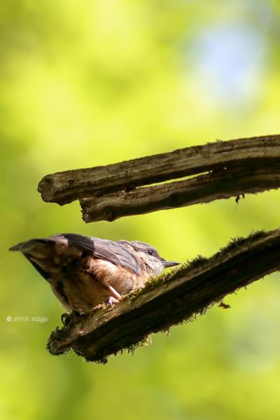 B65A0210-Boomklever-Eurasian-Nuthatch-Kleiber-Sittelle-Torchepot-Trepador-Azul_1