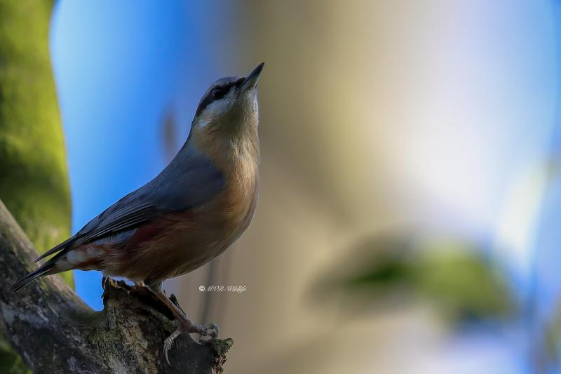 B65A8207-Boomklever-Eurasian-Nuthatch-Kleiber-Sittelle-Torchepot-Trepador-Azul_1